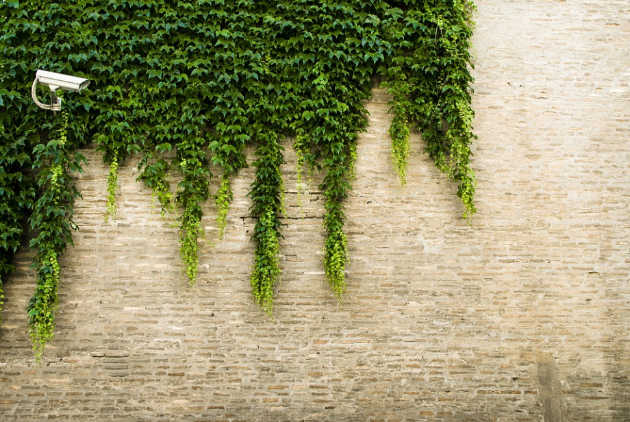a camera and vines