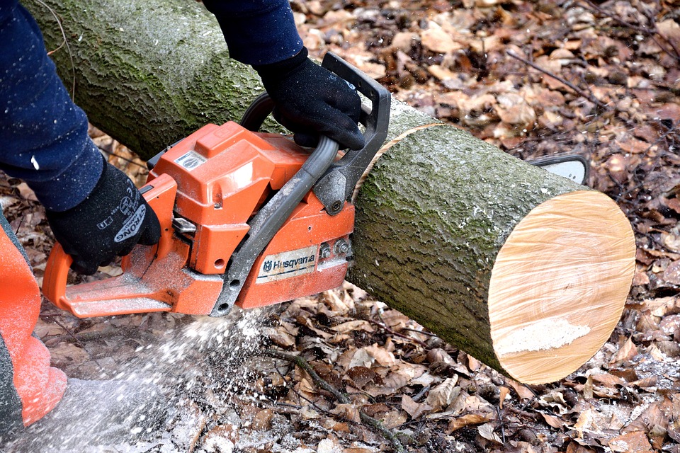 cutting trees