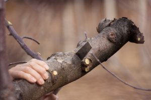 tree pruning