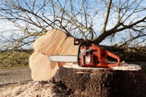 tree trimming