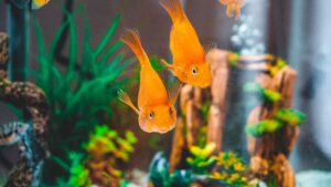 fishes 