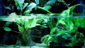 plants 